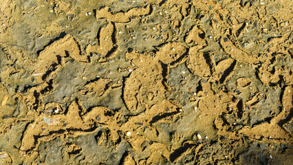 Pattern in the textured surface of the mud flat 