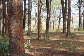 tree in the forest