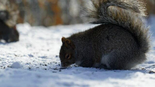 4K Slow motion cinematic footage of a squirrel eating food from the ground, from up close, in the snow of Montreal, Canada.