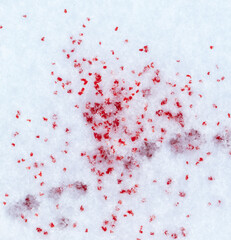 Red blood on the white snow in winter.