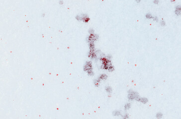 Red blood on the white snow in winter.