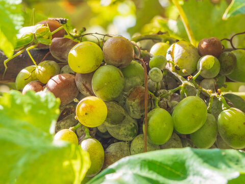Mildew and oidium. Bunches of white grapes affected by powdery mildew or oidium with rotting berries. Rotten grapes affected by a fungal disease. Diseases of grapes