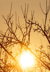 Bare branches of a tree in the rays of the sun at sunset.