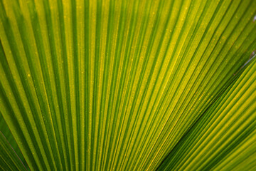 Fototapeta premium Green palm leaf texture for wallpaper and background. Abstract background. Texture background. Macro photography. Close up