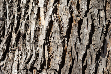 Abstract texture of wooden bark