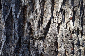 Abstract texture of wooden bark