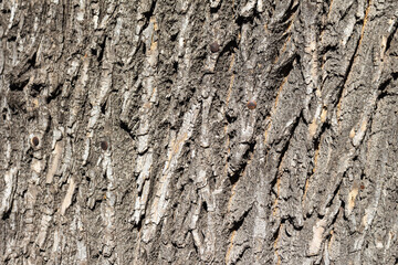 Abstract texture of wooden bark