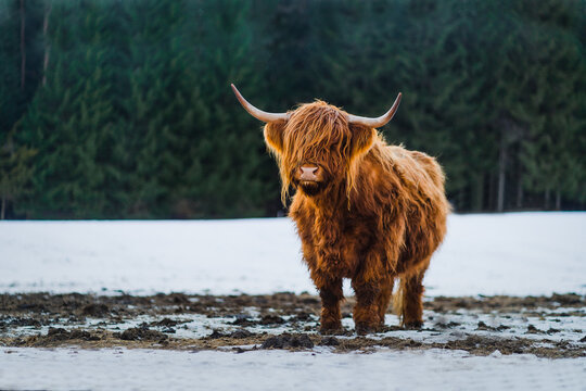 Highland Cattle im Schnee - Schottisches Hochlandrind im Schnee