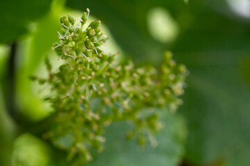 Rebblühte Frühling