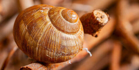 Weinbergschnecke Rebholz