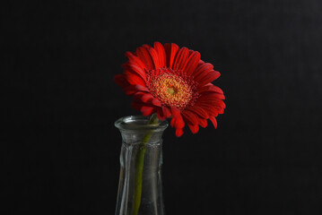 gerbera in vase