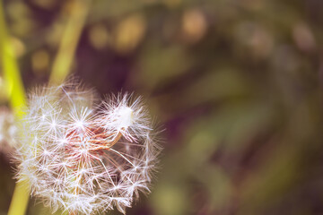 Dandelion seed, shallow focus.  Dandelion seeds in sunlight on a green background with light tinting