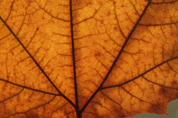 Naklejka na ściany i meble close up of a leaf