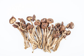 Tea tree mushroom on white background