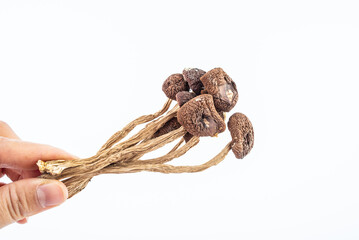 Tea tree mushroom on white background