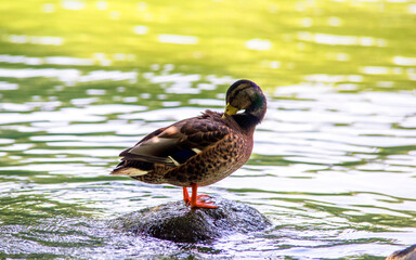 A wild duck stands on a rock in the middle of the water
