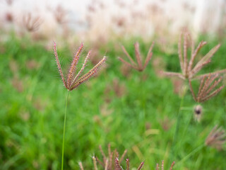  Red  Grass Flower Blooming