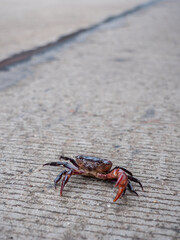 Lonely Red Field Crab Standing Gracefully