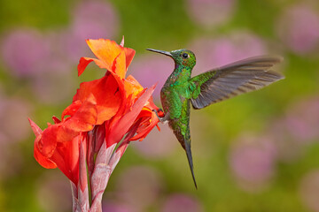 Blue hummingbird Violet Sabrewing flying next to beautiful red flower. Tinny bird fly in jungle. Wildlife in tropic Costa Rica. Two bird sucking nectar from bloom in the forest. Bird behaviour.