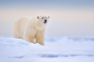 Obraz na płótnie Canvas Polar bear on the blue ice. Bear on drifting ice with snow, white animals in nature habitat, Manitoba, Canada. Animals playing in snow, Arctic wildlife. Funny image in nature.