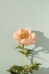 Peachy peony flower on neutral pastel aquamarine background. Minimal stylish still life floral...