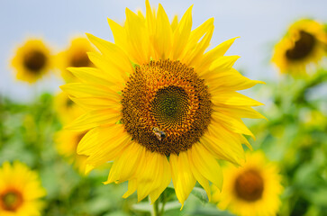 Honey bee pollinating sunflower plant