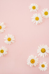 Fototapeta na wymiar Beautiful chamomile daisy flower on neutral pink background. Minimalist floral concept with copy space. Creative still life summer, spring background