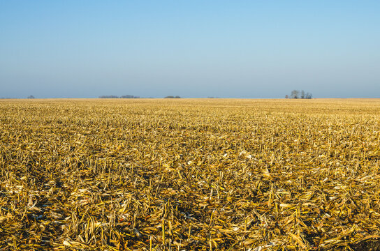 The harvest in the corn field was harvested and only one stubble remained. Empty cornfield at dawn