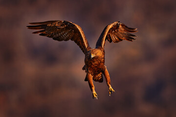 Eagle sunset. Eastern Rhodopes rock with eagle. Flying bird of prey golden eagle with large wingspan, photo with snowflakes during winter, stone mountain, Rhodope Mountains, Bulgaria wildlife.