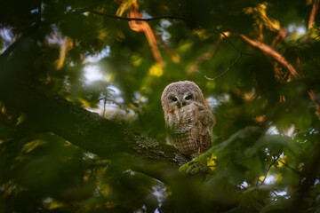 Young towny owl in the forest. Brown owl sitting on tree stump in the dark forest habitat. Beautiful animal in nature. Wildlife scene from dark spruce forest.