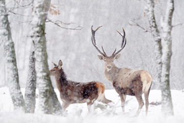 Naklejka na ściany i meble Winter wildlife. Red deer, Cervus elaphus, big animal in the nature forest habitat. Deer in the oak trees mountain, Studen Kladenec, Eastern Rhodopes, Bulgaria in Europe. Snow animal.