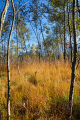 Fototapeta premium Kendlmuehlfilz near Grassau, an upland moor in Southern Bavaria, Germany