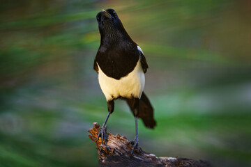Magpie in forest, Pica pica, black and white bird with long tail, in the nature habitat, clear background. Wildlife scene from nature, dark green forest. European magpie, hot day in Spain, Europe.