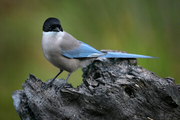 Azure-winged Magpie, Cyanopica cyanus, rare bird on the rock habitat, Sierra de Andújar, Andalusia, Spain in Europe. Magpie in the nature stone habitat.