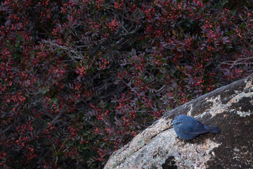 Blue rock thrush, Monticola solitarius, bird sitting on the moss stone with red flowers in the nature habitat. Blue rock thrush in mountain Sierra de Andujar in Spain, Europe. 