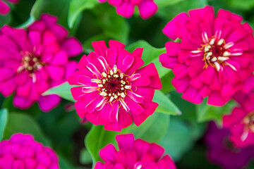 Beautiful closeup pink zinnia flower background, spring garden season, blooming flower