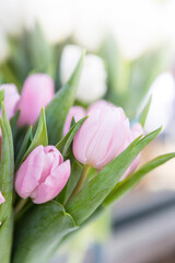 Blurred pink tulip flower background, sweet love, spring season, decoration flower