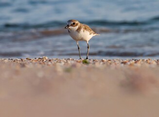 bird on the beach. Lesser sand plover on the beach. The lesser sand plover is a small wader in the plover family of birds. Charadrius mongolus.