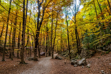 Colorful beech fall forest in Ordesa and Monte Perdido NP, Pyrenees, Aragon in Spain