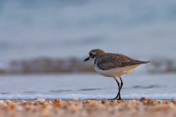 bird on the shore. Lesser sand plover on the beach. The lesser sand plover is a small wader in the plover family of birds. Charadrius mongolus.