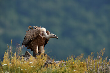 Griffon Vulture, Gyps fulvus, big birds of prey sitting on rocky mountain, nature habitat, Madzarovo, Bulgaria, Eastern Rhodopes. Wildlife from Balkan. Wildlife scene from nature. Blue flower on rock.