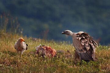 Griffon Vulture, Gyps fulvus, big birds of prey sitting on rocky mountain, nature habitat, Madzarovo, Bulgaria, Eastern Rhodopes. Wildlife from Balkan. Wildlife scene from nature. Blue flower on rock.