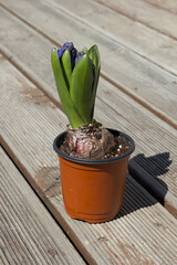 Blue hyacinth flower isolated on wooden deck background potted. The first spring flower is blue hyacinth.