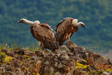 Griffon Vulture, Gyps fulvus, big birds of prey sitting on rocky mountain, nature habitat, Madzarovo, Bulgaria, Eastern Rhodopes. Wildlife from Balkan. Wildlife scene from nature. Blue flower on rock.