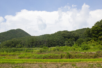 summer green rice field. Rural landscape.