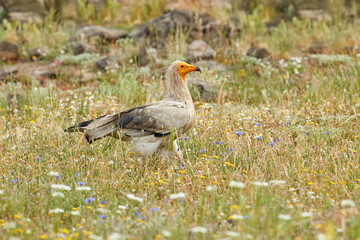 Summer wildlife. Egyptian vulture, Neophron percnopterus, big bird of prey sitting on the stone in nature habitat, Madzarovo, Bulgaria, Eastern Rhodopes. White vulture with yellow bill. Bird of prey.