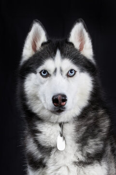 Portrait blue eyed beautiful Siberian Husky dog out isolated on black background.