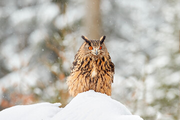 Winter wildlife. Flying Eurasian Eagle owl with open wings with snowflakes in snowy forest during cold winter. Wildlife scene from Germany in Europe. Big owl in the nature habitat.