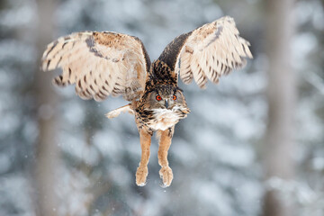 Winter wildlife. Flying Eurasian Eagle owl with open wings with snowflakes in snowy forest during...