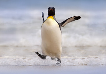 Naklejka premium Wild bird in the water. Big King penguin jumps out of the blue water after swimming through the ocean in Falkland Island. Wildlife scene from nature. Funny image from the ocean.